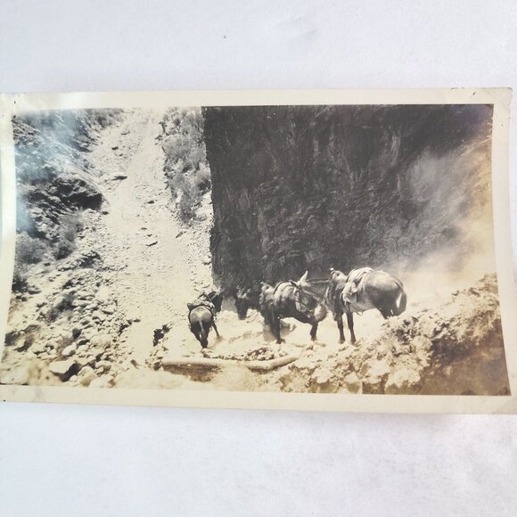1943 Photo Mule Train Waits In Grand Canyon In Arizona Beside Colorado River